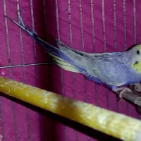 مرغ عشق ۳ عدد رینبو اصل بنفش ( رنگین کمانی )|پرنده|آبادان, |دیوار