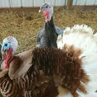 تخم نطفه دار بوقلمون