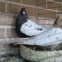 کبوترجفت سینه ای پاک|پرنده|تفت, |دیوار