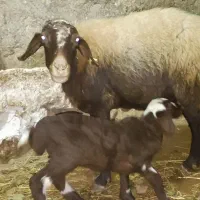 سه راس گوسفند با بره|حیوانات مزرعه|گهواره, |دیوار