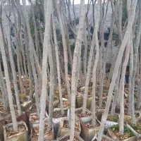 درخت|گل و گیاه طبیعی|احمدآبادمستوفی, |دیوار