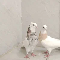 جفت طوقی درجه یک قیمت مفت
