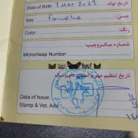 سگ خوب و حرف گوش کن|سگ|برازجان, |دیوار