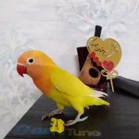 کوتوله دستی نرجفت کارداده ماده یانرتک باضمانت کتبی