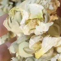 گل ختمی کوهی و ارگانیک