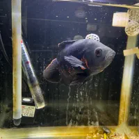 اسکار|ماهی|تهران, جنت‌آباد جنوبی|دیوار