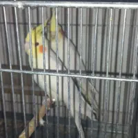 عروس هلندی نروماده و تکی|پرنده|یزد, |دیوار