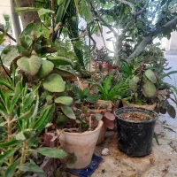 گل وگیاه|گل و گیاه طبیعی|اصفهان, کوجان|دیوار