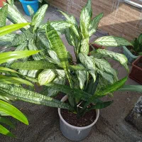 گل و گیاه|گل و گیاه طبیعی|سرپل ذهاب, |دیوار