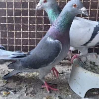 نر و ماده کوهی چاپی مسافتی