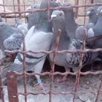 28عدد پلاکی درجه یک|پرنده|اهواز, شریعتی جنوبی|دیوار