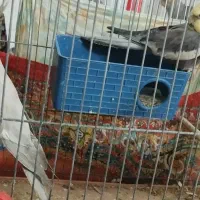 یک جفت عروس هلندی فوق سخنگو و استثنایی