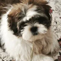 توله شیتزو مالتیز