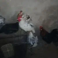 فروش۱۵ عد مرغ وخروس