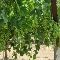 اجرا واحداث باغات داربستی وسنتی|خدمات باغبانی و درختکاری|کرمانشاه, |دیوار