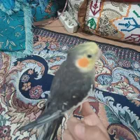 یه جفت عروس هلندی دستی نزدیک به تخم