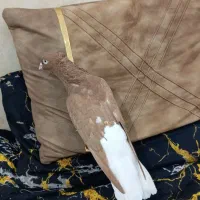 کفتر|پرنده|کارون, |دیوار