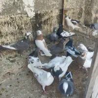 کفتر ماده رنگه باب نو بازی