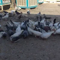 کبوتر|پرنده|اسلام‌شهر, شهرک سعیدیه|دیوار
