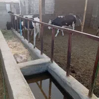 گاوداری فروشی|فروش دفتر صنعتی، کشاورزی، تجاری|زاهدان, |دیوار