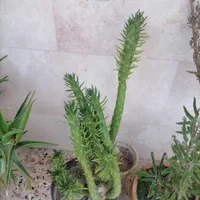 گلهای سر سبز وشاداب آپارتمانی|گل و گیاه طبیعی|شیراز, شهرک والفجر|دیوار