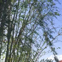 درخت بید بزرگ