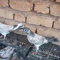 جوجه کفتر|پرنده|آران و بیدگل, |دیوار