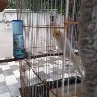 پرنده فروشی