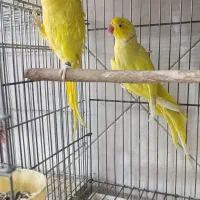 طوطی ملنگو لوتینو