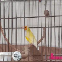 جفت فنچ گلدین زرد سر نارنجی|پرنده|اهواز, پردیس|دیوار