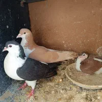 سفید آلمانی جفتگاه سوسکی بزک سرخ کفتر