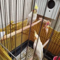 عروس هلندی