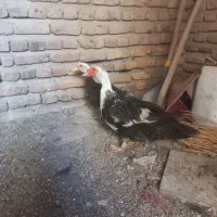 اردک اسرائیلی