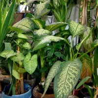 فروش گلهای خانگی|گل و گیاه طبیعی|ایوان, |دیوار