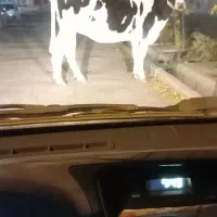 گوساله ی شیری از یک روز تا 50روز ..61میلیون