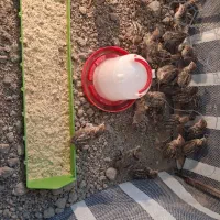 بلدرچین وحشی