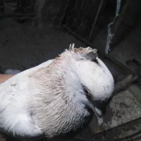 سور دمسفید ماده