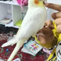 عروس ماده لوتینو دستی  با قفس|پرنده|تربت‌حیدریه, سرمحله|دیوار