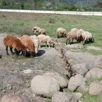 بره‌