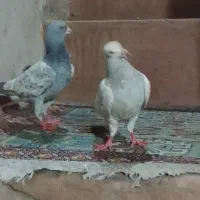 یک جفت کبوتر مسافتی جوانه