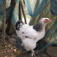 مرغ خروس برهما لایت ۲،۶۰۰۰۰۰|حیوانات مزرعه|لاهیجان, آهندان|دیوار