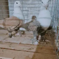 کبوتر کربلایی کله سفید