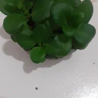 گلهای زیبا وسرحال درحال رشد باقیمت مناسب