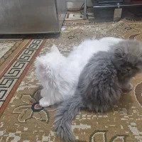 فروش گربه پرشین|گربه|بندرعباس, |دیوار