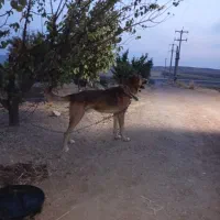 سگ .|سگ|حمیل, |دیوار