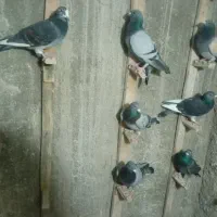 7تا نر زرنگ پلاکی خوب برای فروش|پرنده|فراشبند, |دیوار