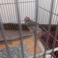 فنج|پرنده|مشکین‌دشت, |دیوار