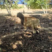 کوه ماده بختیاری|حیوانات مزرعه|اردل, |دیوار