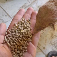 خوراک بوقلمون . مرغ گوشتی