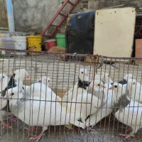 معاوزه|پرنده|کبودرآهنگ, |دیوار
